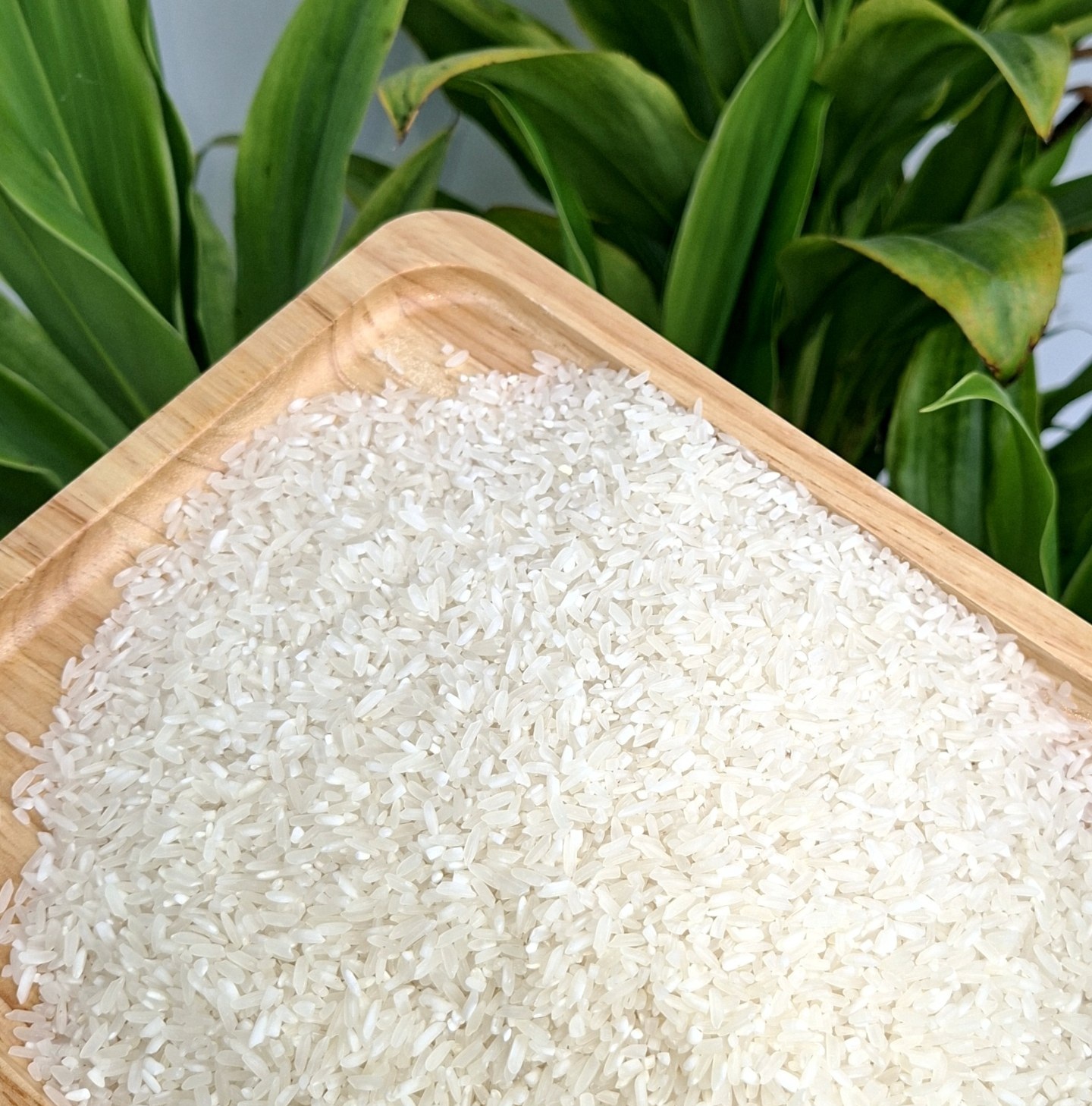Buko Pandan Rice